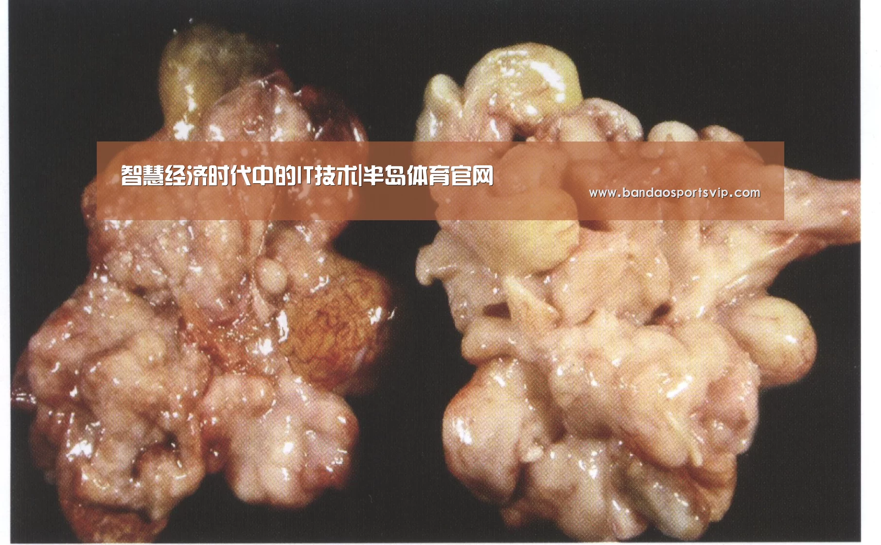 智慧经济时代中的IT技术|半岛体育官网(图2) 智慧经济时代中的IT技术|半岛体育官网(图2)